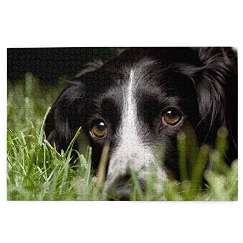 Puzzle 2000 Teile Border Collie Haustiere Gras Schwarzer Border Collie Puzzle Spielzeug Familienspiel Wanddekoration für Erwachsene Teenager 70x100CM von EZMLFA