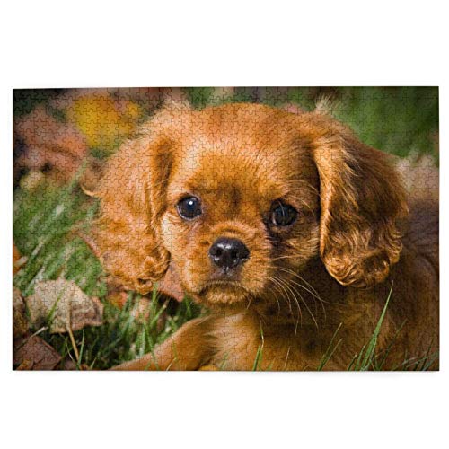 Puzzle 2000 Teile Cavalier King Charles Spaniel Braune Lockenhunde Puzzlespielzeug Familienspiel Wanddekoration für Erwachsene Teenager 70x100CM Puzzle 2000 Teile Cavalier King Charles Spaniel Braune Lockenhunde Puzzlespielzeug Familienspiel Wanddekoration für Erwachsene Teenager 70x100CM von EZMLFA