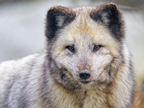 Puzzle 2000 Teile ab 12 Jahren, Buntes Erwachsenenpuzzle - Arktis, Fuchs, Tier 70x100CM Puzzle 2000 Teile ab 12 Jahren, Buntes Erwachsenenpuzzle - Arktis, Fuchs, Tier 70x100CM von EZMLFA