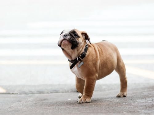 Puzzle 2000 Teile ab 12 Jahren, Buntes Erwachsenenpuzzle Hund, Bulldogge, Dog, Halsband 70x100CM Puzzle 2000 Teile ab 12 Jahren, Buntes Erwachsenenpuzzle Hund, Bulldogge, Dog, Halsband 70x100CM von EZMLFA
