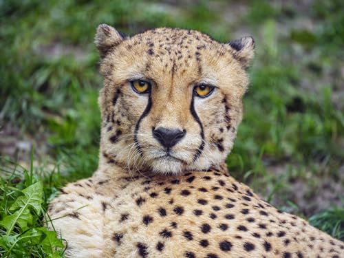 Puzzle 2000 Teile ab 12 Jahren, buntes Erwachsenenpuzzle - Gepard, Blick, Raubtier 70x100CM von EZMLFA