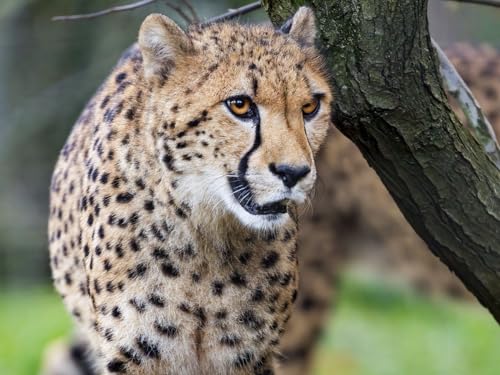 Puzzle 2000 Teile ab 12 Jahren, buntes Erwachsenenpuzzle - Gepard, Groß, Katze, Raubtier 70x100CM Puzzle 2000 Teile ab 12 Jahren, buntes Erwachsenenpuzzle - Gepard, Groß, Katze, Raubtier 70x100CM von EZMLFA
