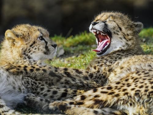 Puzzle 2000 Teile ab 12 Jahren, buntes Erwachsenenpuzzle - Gepard, Junges, Pelztier 70x100CM von EZMLFA