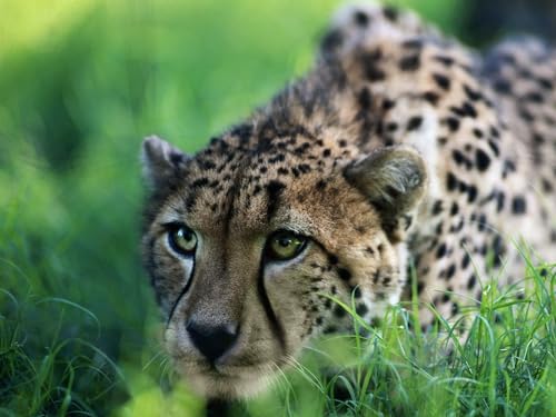 Puzzle 2000 Teile ab 12 Jahren, buntes Erwachsenenpuzzle - Gepard, groß, Katze, Gras 70x100CM Puzzle 2000 Teile ab 12 Jahren, buntes Erwachsenenpuzzle - Gepard, groß, Katze, Gras 70x100CM von EZMLFA