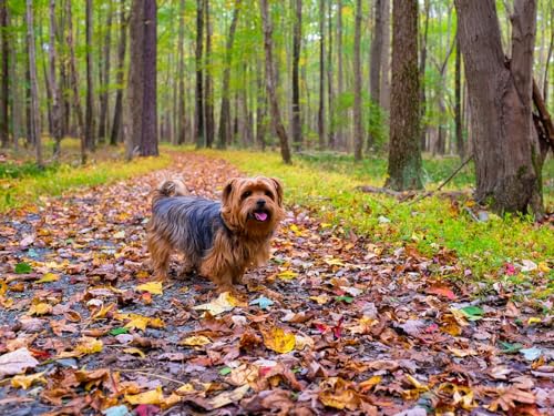 Puzzle 2000 Teile ab 12 Jahren, buntes Erwachsenenpuzzle - Hund, Herbst, Park 70x100CM Puzzle 2000 Teile ab 12 Jahren, buntes Erwachsenenpuzzle - Hund, Herbst, Park 70x100CM von EZMLFA