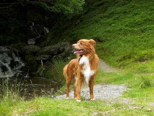 Puzzle 2000 Teile ab 12 Jahren, buntes Erwachsenenpuzzle - Hund, Retriever, Sommer 70x100CM von EZMLFA