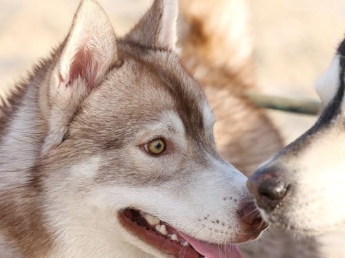 Puzzle 2000 Teile ab 12 Jahren, buntes Erwachsenenpuzzle - Husky, Hund, Pärchen 70x100CM von EZMLFA