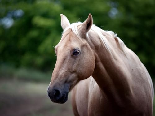 Puzzle 2000 Teile ab 12 Jahren, buntes Erwachsenenpuzzle - Pferd, Gesicht, Augen 70x100CM Puzzle 2000 Teile ab 12 Jahren, buntes Erwachsenenpuzzle - Pferd, Gesicht, Augen 70x100CM von EZMLFA