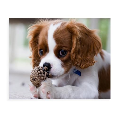 Puzzle 2000 Teile für Erwachsene, Cavalier King Charles Spaniel, Puzzle, geistiges pädagogisches Entpacken, lustiges Spielzeug, Familienspiel für Erwachsene und Kinder, 38 x 52 cm, 70 x 100 cm von EZMLFA