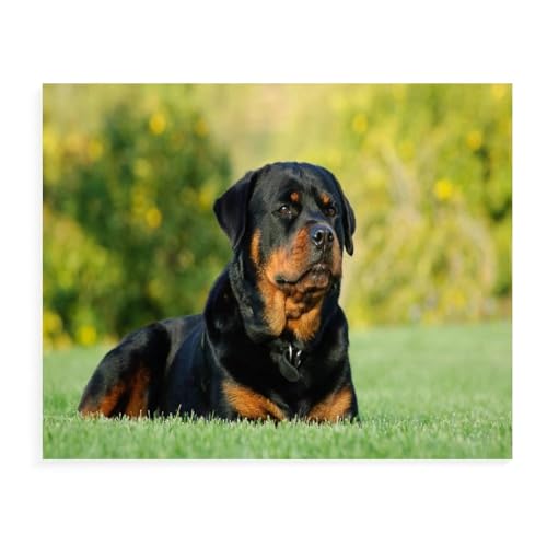Puzzle 2000 Teile für Erwachsene, Rottweiler, Puzzle, geistiges Bildungs-Entpacken, lustiges Spielzeug, Familienspiel für Erwachsene und Kinder, 38 x 52 cm, 70 x 100 cm von EZMLFA