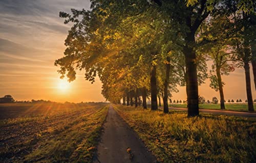 Puzzle 2000 Teile für Erwachsene, anspruchsvolle Puzzlespiele, Naturlandschaft, Straße, 70 x 100 cm von EZMLFA
