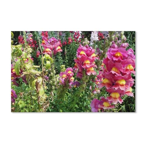 Puzzle 2000 Teile zum Zusammensetzen von Bildern, Rosa Löwenmäulchen-Blumen, Spiele für Erwachsene, Lernspielzeug, 38 x 52 cm, 70 x 100 cm Puzzle 2000 Teile zum Zusammensetzen von Bildern, Rosa Löwenmäulchen-Blumen, Spiele für Erwachsene, Lernspielzeug, 38 x 52 cm, 70 x 100 cm von EZMLFA