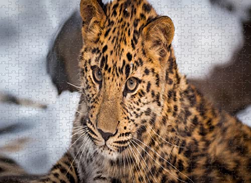 Puzzle für Erwachsene, 1000 Teile, Leoparden-Spielzeug, entspannendes Puzzle, 38 x 26 cm von EZMLFA