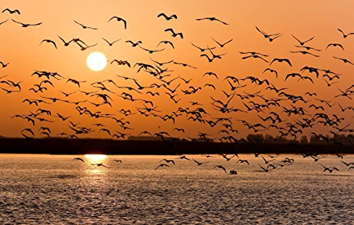 Puzzle für Erwachsene, 1000 Teile, Lernspiele, Heimdekoration, Geschenke für Männer, Erwachsene, Zubehör für Erwachsene, Naturlandschaft, Sonnenuntergang, See, 38 x 52 cm von EZMLFA