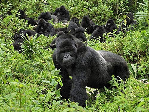 Puzzle für Erwachsene, 1000 Teile, Lernspielzeug, Silberrücken-Gorillafamilie, 50 x 70 cm Puzzle für Erwachsene, 1000 Teile, Lernspielzeug, Silberrücken-Gorillafamilie, 50 x 70 cm von EZMLFA