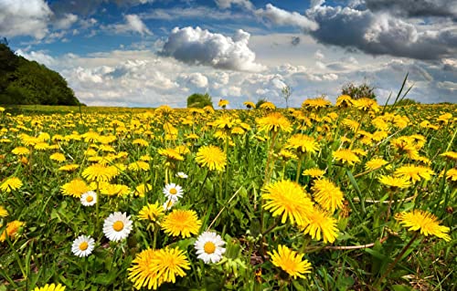 Puzzle für Erwachsene, 1000 Teile, Naturschönheit, Blumen, Löwenzahn, 50 x 70 cm von EZMLFA