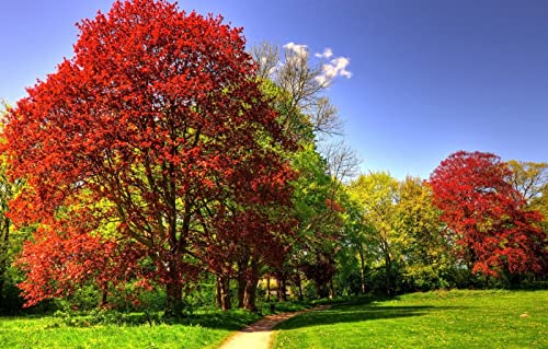 Puzzle für Erwachsene, 1000 Teile, Naturschönheit, Park, sonniger Tag, 26 x 38 cm Puzzle für Erwachsene, 1000 Teile, Naturschönheit, Park, sonniger Tag, 26 x 38 cm von EZMLFA