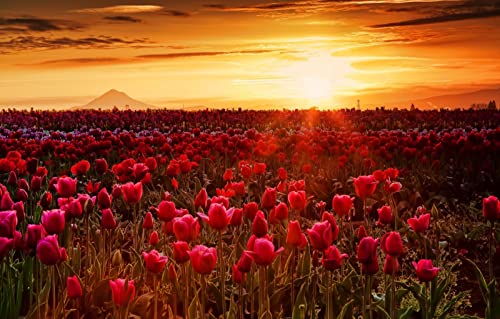 Puzzle für Erwachsene, 1000 Teile, Naturschönheit, Sonne, Sonnenuntergang, Blumen, Tulpen, 50 x 70 cm Puzzle für Erwachsene, 1000 Teile, Naturschönheit, Sonne, Sonnenuntergang, Blumen, Tulpen, 50 x 70 cm von EZMLFA