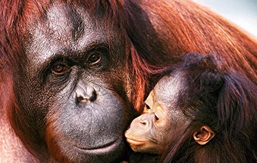 Puzzle für Erwachsene, 1000 Teile, Orang-Utan-Junges, 50 x 70 cm von EZMLFA