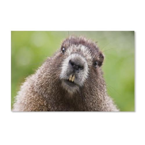 Puzzle für Erwachsene, 1000 Teile, Puzzle für Erwachsene und Kinder, Tiere, Biber, Gesicht, Augen, Schnurrbart, Kartonpuzzle, Kunstwerk, geistiges Lernspielzeug, Geschenke, 38 x 52 cm, 70 x 50 cm Puzzle für Erwachsene, 1000 Teile, Puzzle für Erwachsene und Kinder, Tiere, Biber, Gesicht, Augen, Schnurrbart, Kartonpuzzle, Kunstwerk, geistiges Lernspielzeug, Geschenke, 38 x 52 cm, 70 x 50 cm von EZMLFA