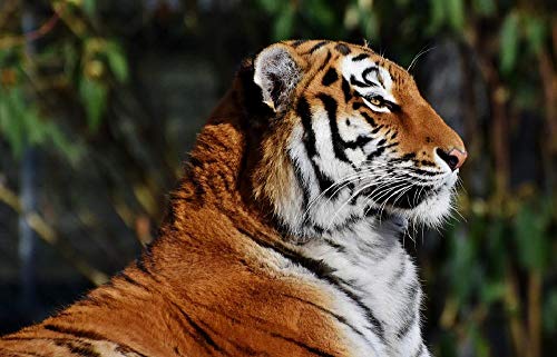 Puzzle für Erwachsene, 1000 Teile, Tier, weitblickender Tiger, Heimdekoration, Gemälde, Poster, 38 x 26 cm Puzzle für Erwachsene, 1000 Teile, Tier, weitblickender Tiger, Heimdekoration, Gemälde, Poster, 38 x 26 cm von EZMLFA