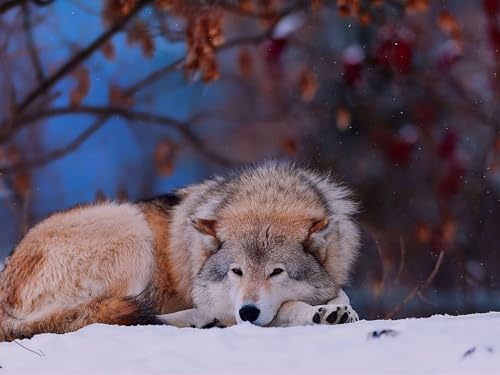 Puzzle für Erwachsene, 1000 Teile, anspruchsvolles Spiel – Wolf, Schnee, liegend, 50 x 70 cm von EZMLFA