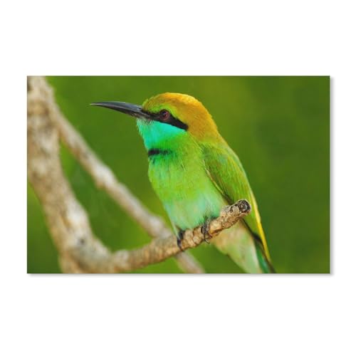 Puzzle für Erwachsene, 1000 Teile, für Erwachsene und Kinder, Tiere, Natur, Vögel, Kartonpuzzle, Kunstwerk, geistiges Lernspielzeug, Geschenke, 38 x 52 cm, 52 x 38 cm von EZMLFA