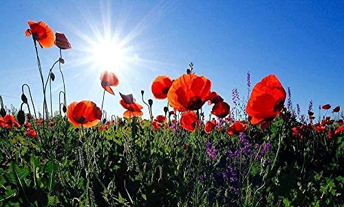 Puzzle für Erwachsene, 1000 Teile, rote Mohnblumen in der Sonne,Puzzle, Kinderspielzeug 50x70CM Puzzle für Erwachsene, 1000 Teile, rote Mohnblumen in der Sonne,Puzzle, Kinderspielzeug 50x70CM von EZMLFA