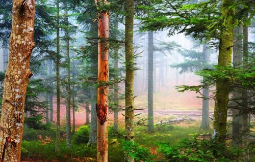 Puzzle für Erwachsene, 2000 Teile, Frankreich, Vogesen, Kiefernwald im Nebel, Puzzle 70 x 100 cm von EZMLFA
