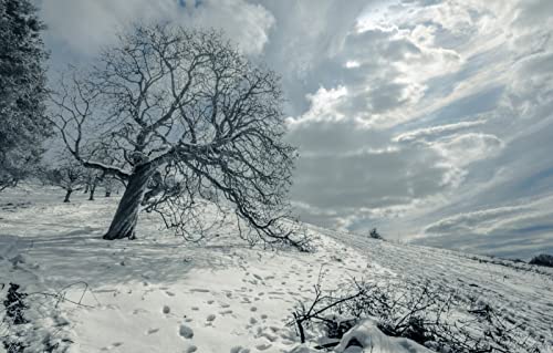 Puzzle für Erwachsene, 2000 Teile, Geschenkideen für Erwachsene, Naturlandschaft, Felder, 70 x 100 cm Puzzle für Erwachsene, 2000 Teile, Geschenkideen für Erwachsene, Naturlandschaft, Felder, 70 x 100 cm von EZMLFA