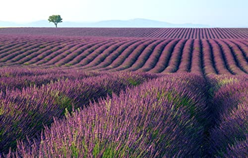 Puzzle für Erwachsene, 2000 Teile, Natürliche Schönheit, Blumen, 70 x 100 cm Puzzle für Erwachsene, 2000 Teile, Natürliche Schönheit, Blumen, 70 x 100 cm von EZMLFA