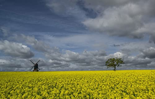 Puzzle für Erwachsene, 2000 Teile, Naturschönheit, Blumen, England, Raps, Windmühlen, Steventon, Bedfordshire, 70 x 100 cm von EZMLFA