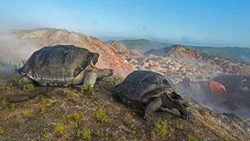 Puzzle für Erwachsene, 2000 Teile, Schildkröte auf dem Vulkan Alcedo, Galapagosinseln, Puzzle 70 x 100 cm von EZMLFA