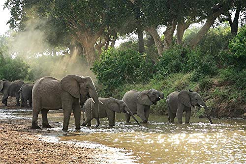 Puzzle für Erwachsene, Elefanten, Bäume, Herde für Zuhause, Spielzeug, tolles Lerngeschenk, 1000 Teile 38x52CM Puzzle für Erwachsene, Elefanten, Bäume, Herde für Zuhause, Spielzeug, tolles Lerngeschenk, 1000 Teile 38x52CM von EZMLFA