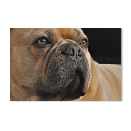 Puzzle für Erwachsene 1000 Teile, gelber Hund, schwieriges Puzzle, perfektes pädagogisches Geschenk für Jungen und Mädchen, 50 x 70 cm Puzzle für Erwachsene 1000 Teile, gelber Hund, schwieriges Puzzle, perfektes pädagogisches Geschenk für Jungen und Mädchen, 50 x 70 cm von EZMLFA