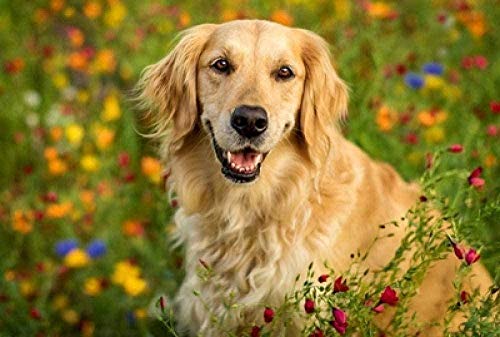 Puzzles Für Erwachsene 2000 Stück DIYpuzzles Schwierige Puzzles Kinder Lernspielzeug Geschenk Klassische Puzzlespiele, Süßer Hund 70x100CM von EZMLFA