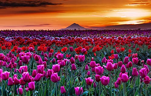 Puzzles für 1000 Teile, unmögliches Puzzle für Erwachsene, Lernspiele, Naturlandschaft, Sonnenuntergang, Tulpen, 38 x 52 cm Puzzles für 1000 Teile, unmögliches Puzzle für Erwachsene, Lernspiele, Naturlandschaft, Sonnenuntergang, Tulpen, 38 x 52 cm von EZMLFA