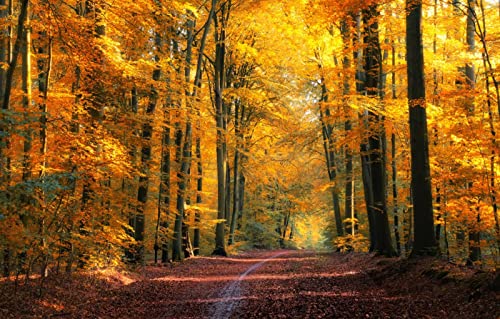 Puzzles für 1000 Teile, unmögliches Puzzle für Erwachsene, Lernspiele, Naturlandschaft, Straße, Wald, 50 x 70 cm Puzzles für 1000 Teile, unmögliches Puzzle für Erwachsene, Lernspiele, Naturlandschaft, Straße, Wald, 50 x 70 cm von EZMLFA