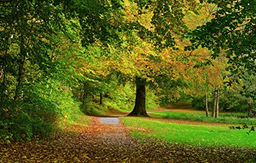 Puzzles für 2000 Teile, unmögliches Puzzle für Erwachsene, Lernspiele, Naturlandschaft, Straße, Wald, 70 x 100 cm Puzzles für 2000 Teile, unmögliches Puzzle für Erwachsene, Lernspiele, Naturlandschaft, Straße, Wald, 70 x 100 cm von EZMLFA