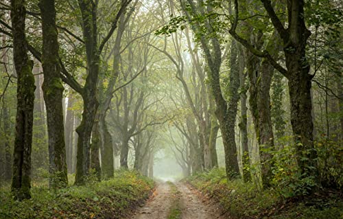 Puzzles für Erwachsene, 1000 Teile, Lernspiele, Heimdekoration, Geschenke für Männer, Naturlandschaft, Straße, 50 x 70 cm von EZMLFA