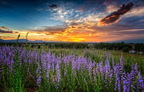 Puzzles für Erwachsene, 1000 Teile, Lernspiele, Naturlandschaft, Sonnenuntergang, Louisville, 50 x 70 cm Puzzles für Erwachsene, 1000 Teile, Lernspiele, Naturlandschaft, Sonnenuntergang, Louisville, 50 x 70 cm von EZMLFA