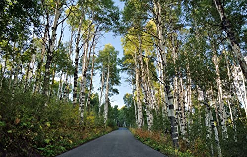 Puzzles für Erwachsene, 1000 Teile, anspruchsvolles Spiel für das Ganze, für Frauen, Geschenke für Männer, Acryl, Naturlandschaft, Straße, Birke, 50 x 70 cm von EZMLFA