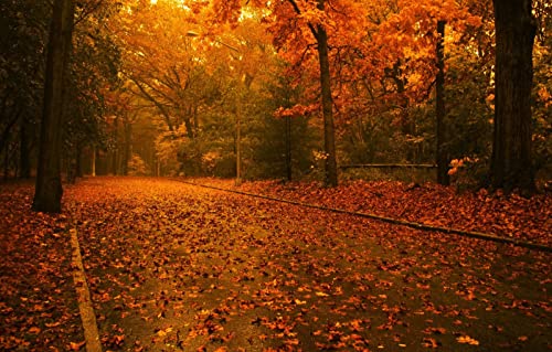 Puzzles für Erwachsene, 1000 Teile, anspruchsvolles Spiel für das Ganze, für Frauen, Geschenke für Männer, für Erwachsene, Naturlandschaft, Straße, 50 x 70 cm Puzzles für Erwachsene, 1000 Teile, anspruchsvolles Spiel für das Ganze, für Frauen, Geschenke für Männer, für Erwachsene, Naturlandschaft, Straße, 50 x 70 cm von EZMLFA