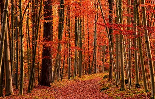 Puzzles für Erwachsene, 2000 Teile, Lernspiele, Heimdekoration, Geschenke für Männer, Naturlandschaft, 70 x 100 cm von EZMLFA