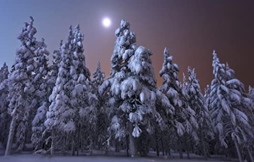 Puzzles für Erwachsene, 2000 Teile, Lernspiele, Naturlandschaft, Wald, Mond, Finnland, 70 x 100 cm Puzzles für Erwachsene, 2000 Teile, Lernspiele, Naturlandschaft, Wald, Mond, Finnland, 70 x 100 cm von EZMLFA