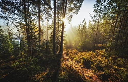 Puzzles für Erwachsene, 2000 Teile, anspruchsvolles Spiel für das Ganze, für Frauen, Geschenke für Männer, Naturlandschaft, Wald, 70 x 100 cm Puzzles für Erwachsene, 2000 Teile, anspruchsvolles Spiel für das Ganze, für Frauen, Geschenke für Männer, Naturlandschaft, Wald, 70 x 100 cm von EZMLFA