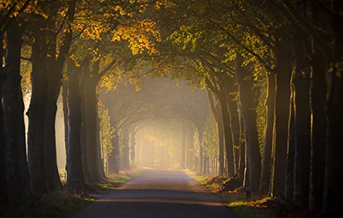 Puzzles für Erwachsene, 2000 Teile, anspruchsvolles Spiel für die ganze Familie, für Frauen, Geschenke für Männer, Naturlandschaft, Straße, 70 x 100 cm Puzzles für Erwachsene, 2000 Teile, anspruchsvolles Spiel für die ganze Familie, für Frauen, Geschenke für Männer, Naturlandschaft, Straße, 70 x 100 cm von EZMLFA