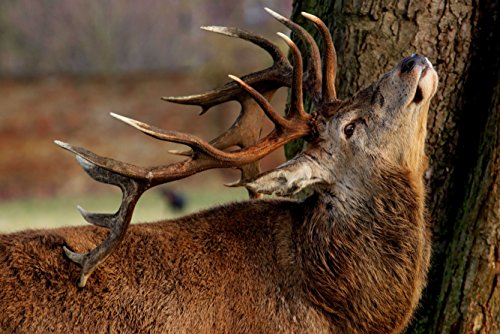 Puzzleteile „Wildlife Deer“ in hochwertiger Kartonschachtel, 1000 Teile im wiederverschließbaren Beutel, 50 x 70 cm Puzzleteile „Wildlife Deer“ in hochwertiger Kartonschachtel, 1000 Teile im wiederverschließbaren Beutel, 50 x 70 cm von EZMLFA