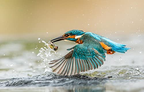 Spiele für Kinder 3D Puzzle 2000 Teile Vogelflügel-Eisvogel 70x100CM Spiele für Kinder 3D Puzzle 2000 Teile Vogelflügel-Eisvogel 70x100CM von EZMLFA