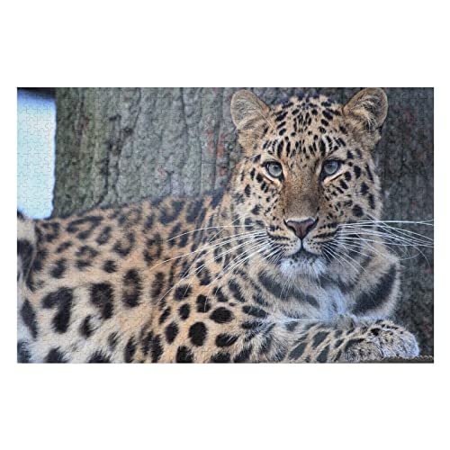Tier-Puzzle-Set für Erwachsene, 2000 Teile, Leoparden-Grafik-Puzzle, für Erwachsene, Jugendliche, Kinder, Lernspiele, lustige Puzzles, 70 x 100 cm Tier-Puzzle-Set für Erwachsene, 2000 Teile, Leoparden-Grafik-Puzzle, für Erwachsene, Jugendliche, Kinder, Lernspiele, lustige Puzzles, 70 x 100 cm von EZMLFA
